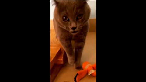 Owo Cat sing song