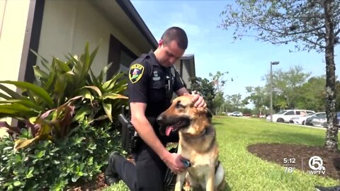 German Shepherd shot in face adopted by Jupiter police officer