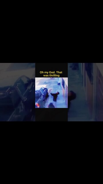 1Min Animal World #dogs #cats #pet