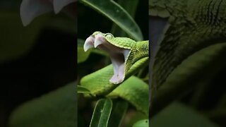 que vídeo incrível 😲😲😲