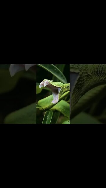 que vídeo incrível 😲😲😲