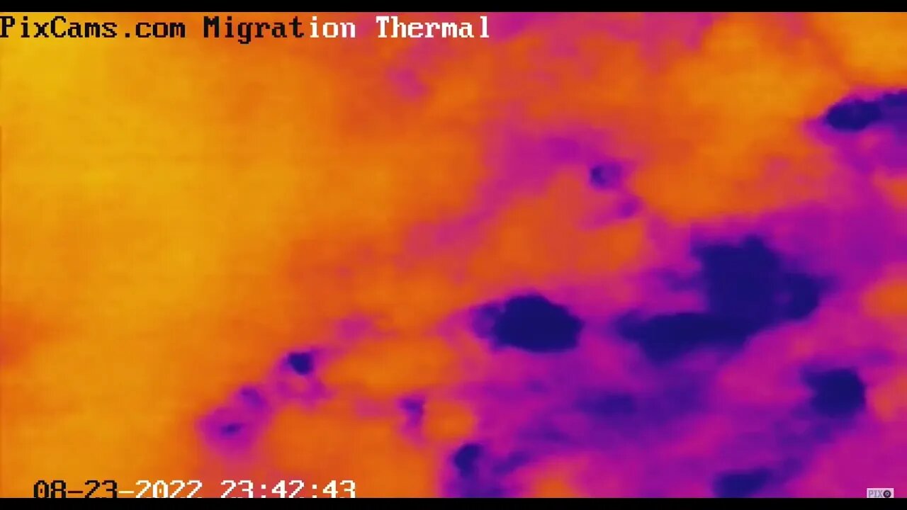 Night migrating bird caught on thermal camera - 8/24/2022 @ 24:07