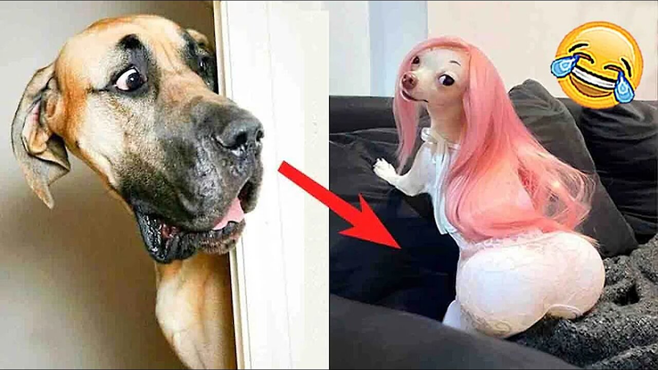 Funniest Animal Videos 😂 - FunnyCats invited to the Dog Party