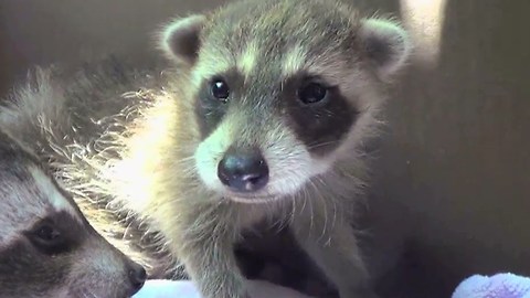 Cute Baby Raccoons Rescued and Reunited With Their Mother