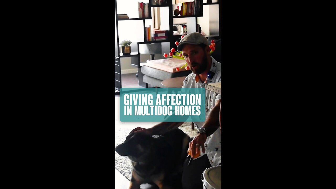 Affection In Multidog Households