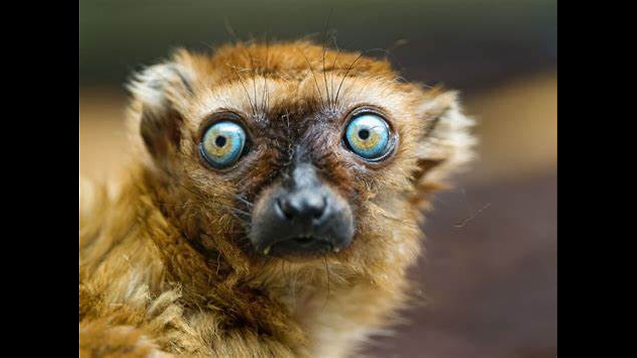 NY Canoers see Lemur-Like Cryptid at Lake George