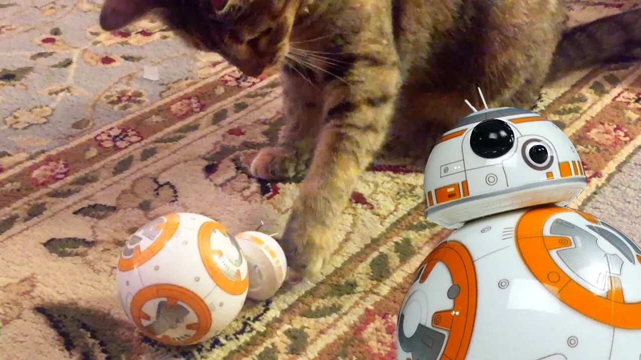 BB-8 Sphero IS An Expensive Cat Toy!