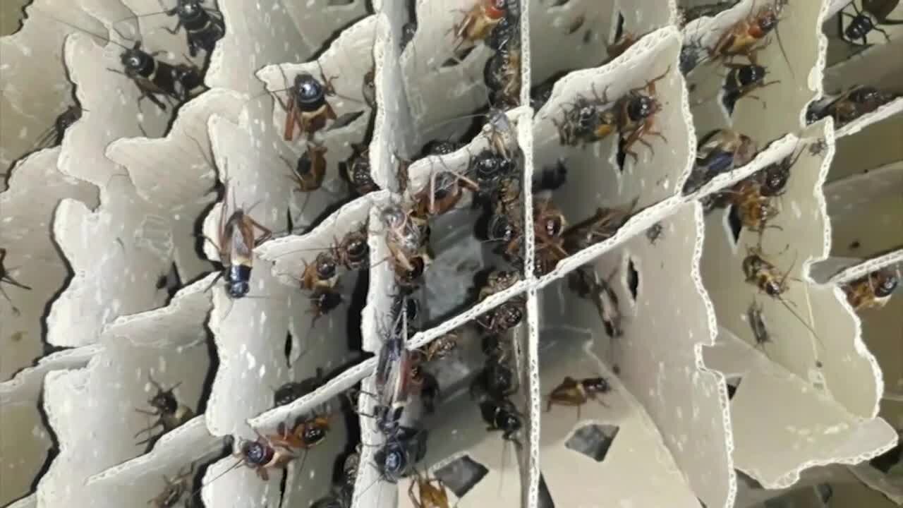 Edible insect products flying off shelves