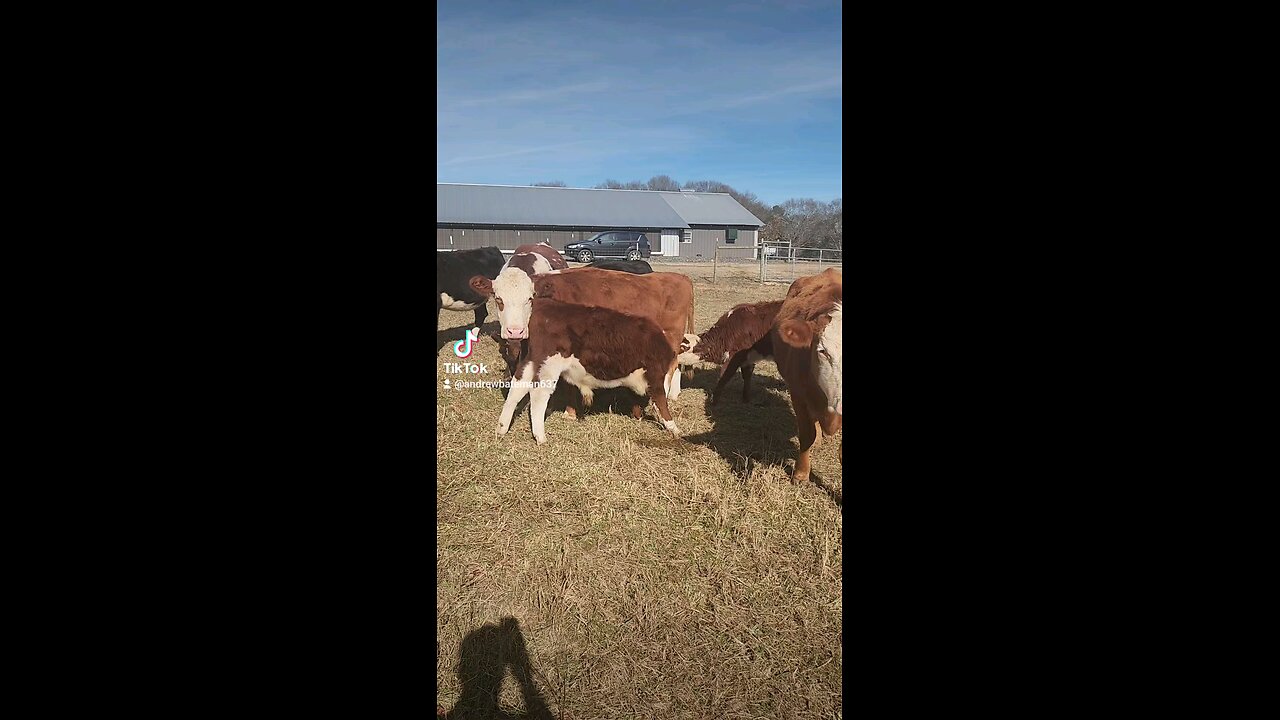 Feeding time for twin calves.