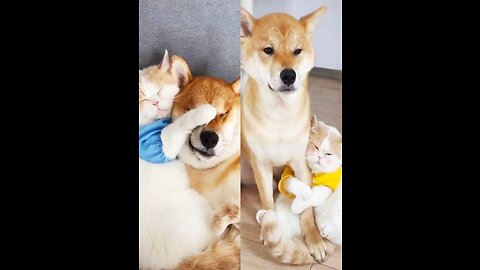 Cat and dog friendship bond cute and lazy very funny