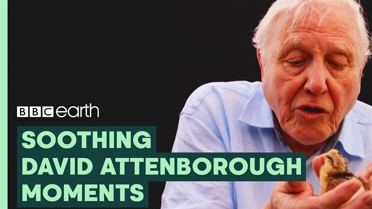 Most Soothing Sir David Attenborough Moments - BBC Earth