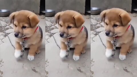 Watch carefully what this cute little dog is doing