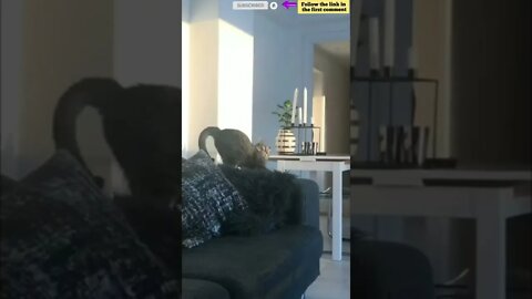 cute cat videos 😹 funny videos 😂 721 😻 #shorts #shortsfunny #cutecat #funnycat #catvideos #catscare