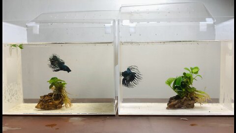 Feeding my King Crowntail Betta