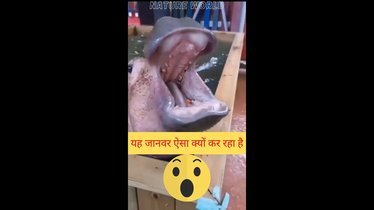 यह जानवर ऐसा क्यों कर रहा है😱Why is this animal doing this👈