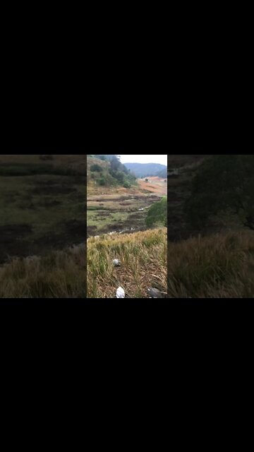 Ducks use the creek for the first time