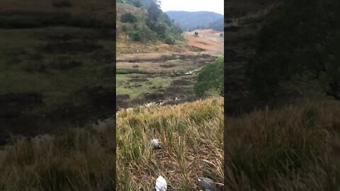 Ducks use the creek for the first time