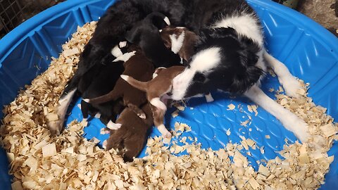 Border Collies Puppies