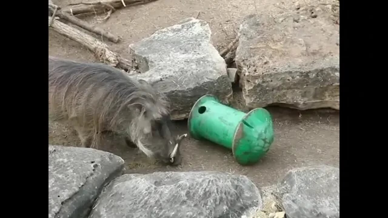 Makena never takes a day off from her munching maneuvers! 🐗🐗🐗