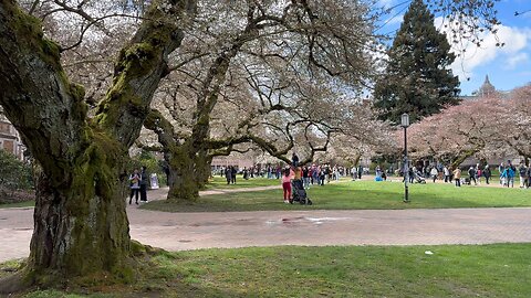 Cherry Blossom in Seattle