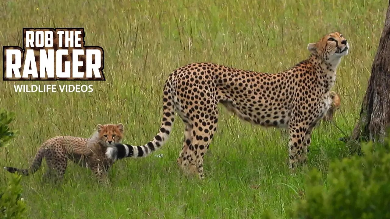 Wild Cheetah With SEVEN Cubs! | Maasai Mara Safari | Zebra Plains