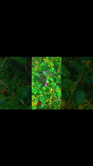 This cold hardy fruiting bush gives you life!!!