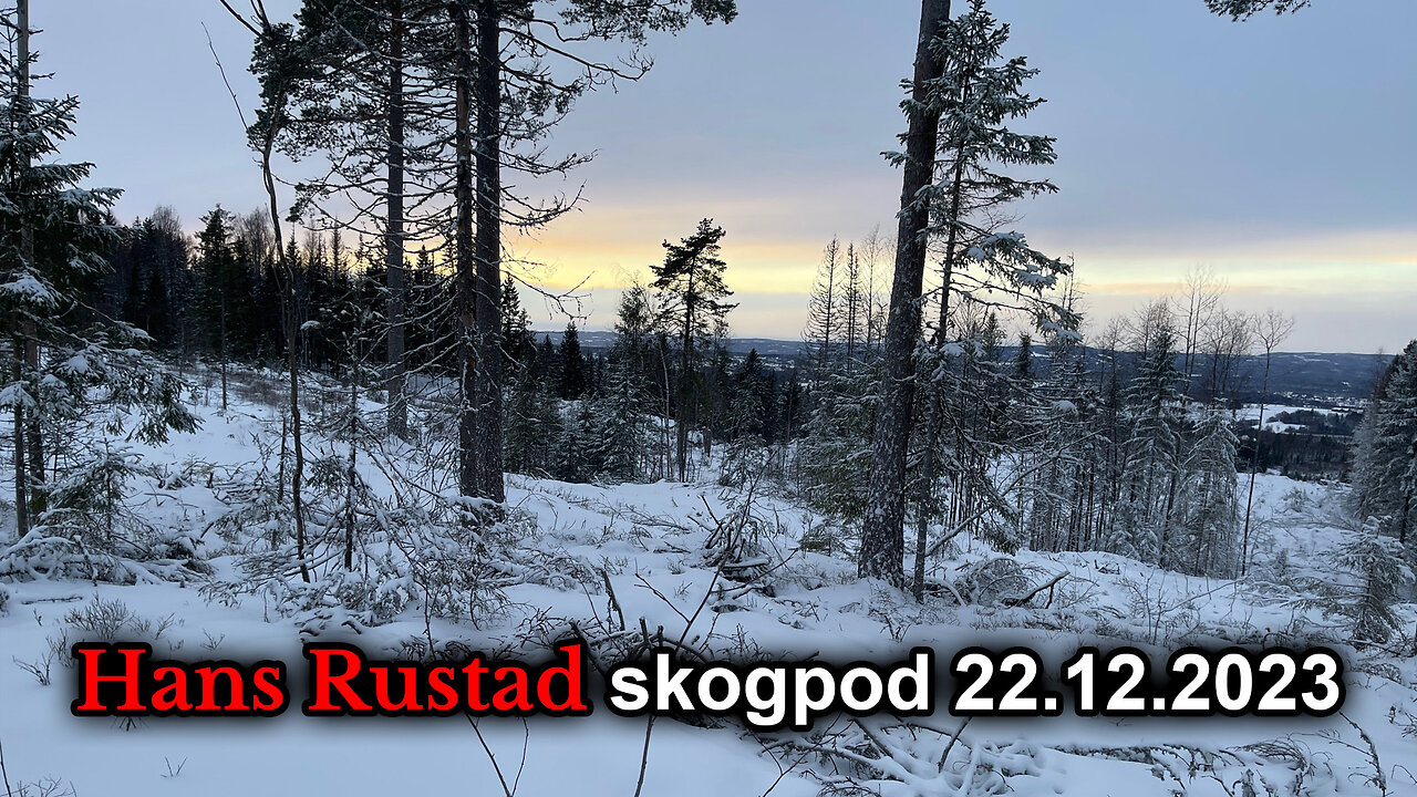 Skogpod 22. desember 2023