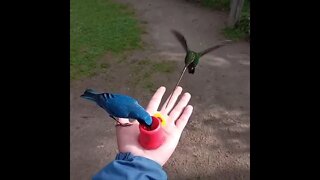 Vários pássaros sendo alimentados #shorts