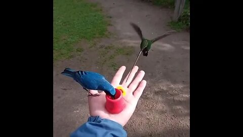 Vários pássaros sendo alimentados #shorts