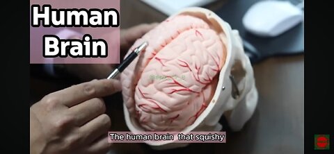 🧠All About The Human Brain🧠