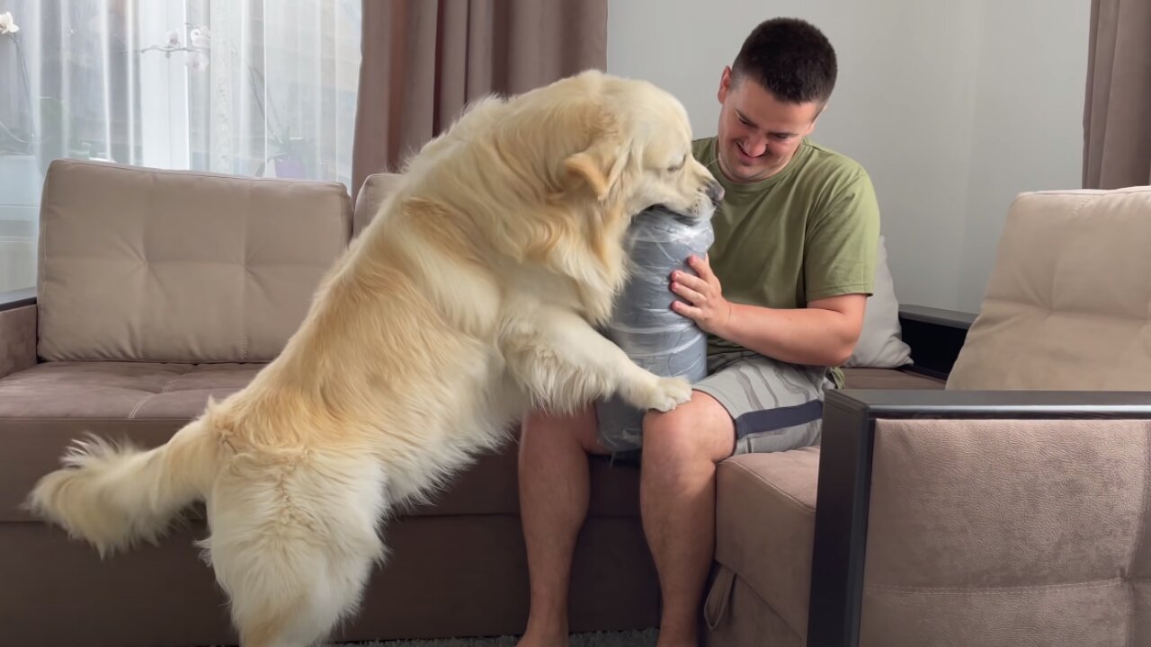 Golden Retriever doesn't want to wait for me to unpack his New Bed!