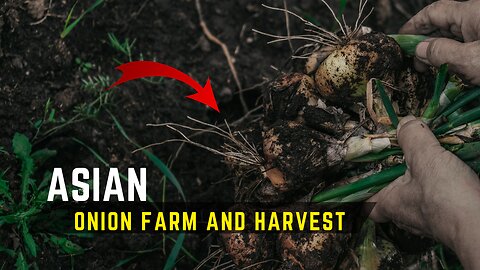 onion farm and harvest #Part1