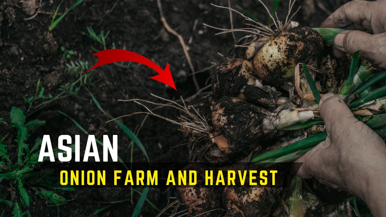 onion farm and harvest #Part1