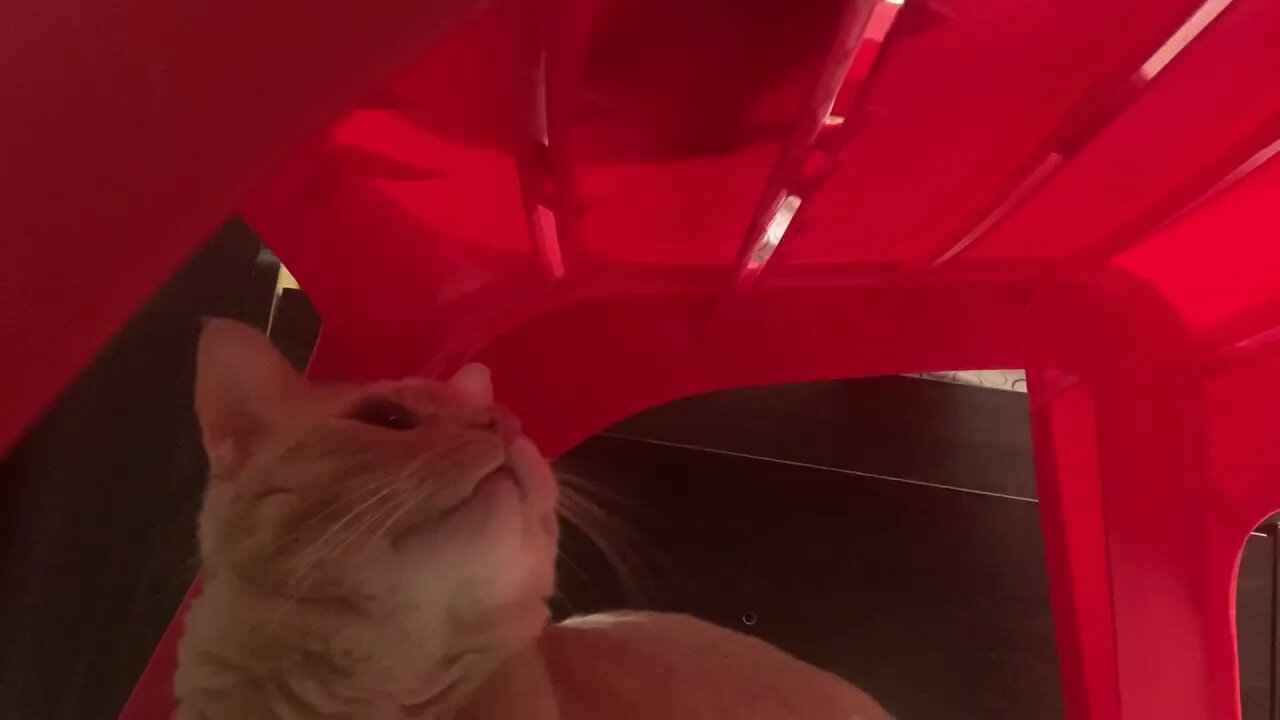 Teddy being fascinated with my fingers for almost three minutes