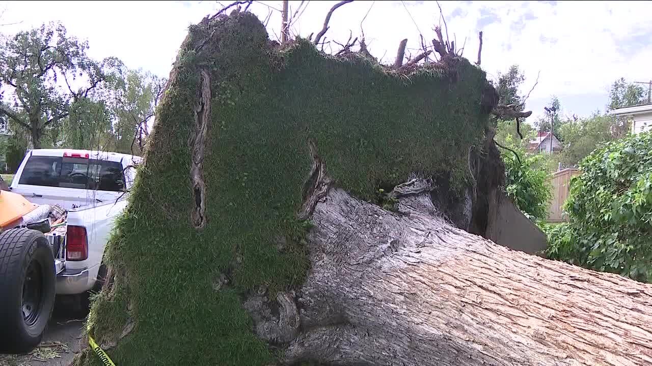 Brighton residents cleaning up fallen trees, debris following Saturday storm