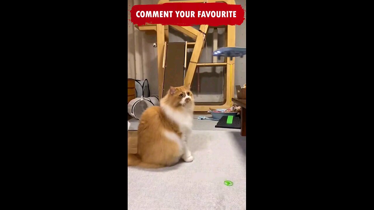 funny animal situations๐๐๐๐