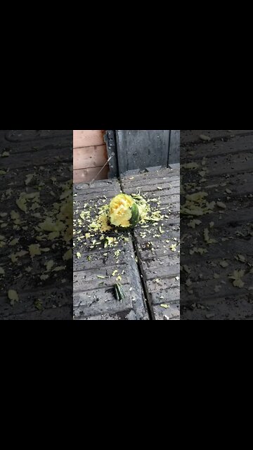 Tim beating the s—t out of a pumpkin #shorts