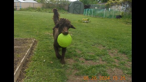 Cocoa and her Frisbee