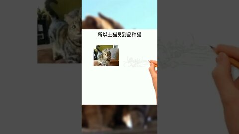 土猫看见品种猫会自卑吗？#萌宠#猫#猫咪#科