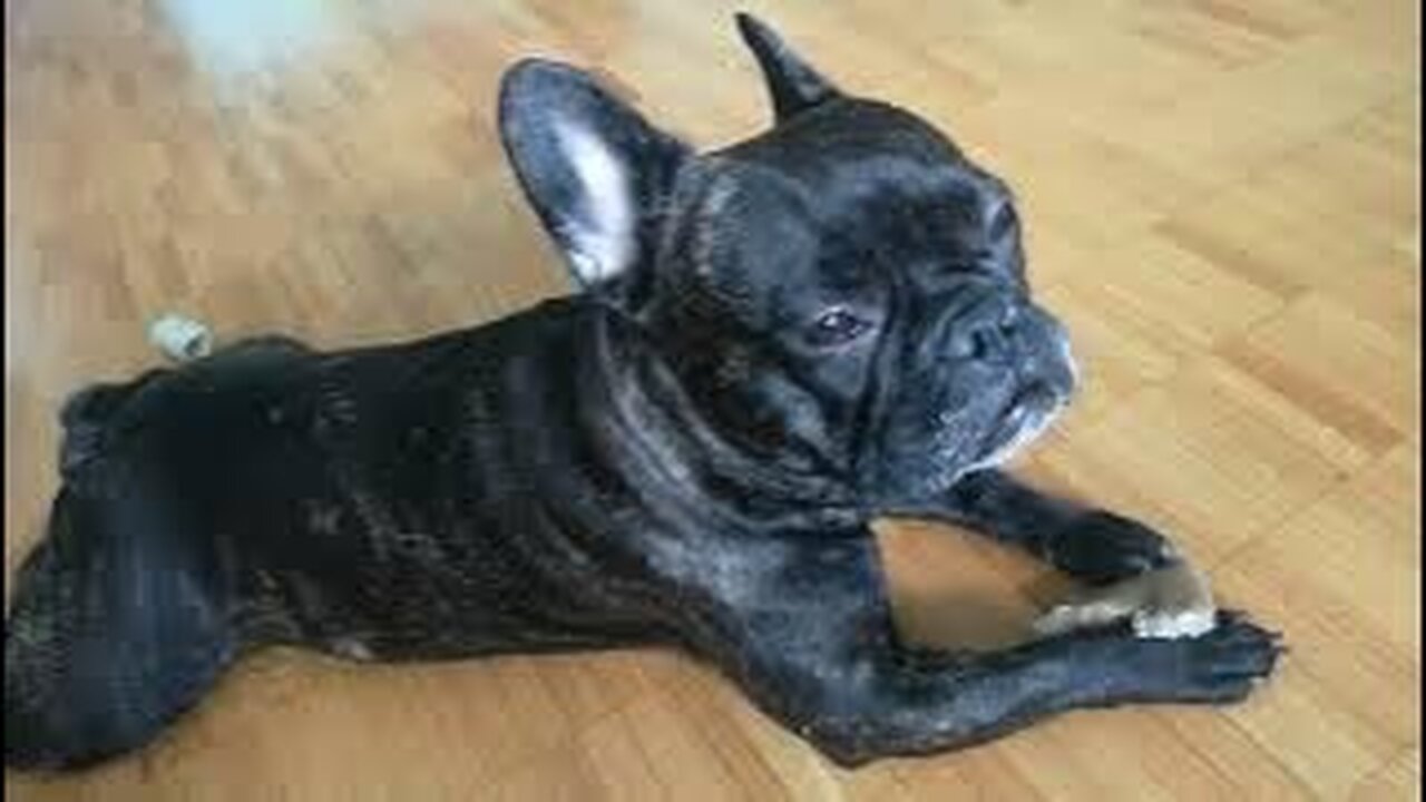 Funny French Bulldog 🔥😂