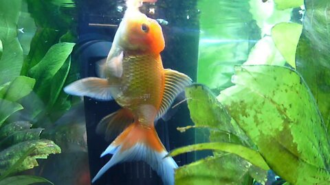 ORANDA AND FANTAIL GOLDFISH WITH LIVE PLANTS