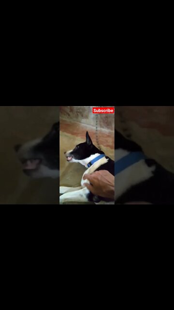 How much for the lazy dog?🍪 dog howling funny video #shorts #cute #stealing #animal #dogs #cats
