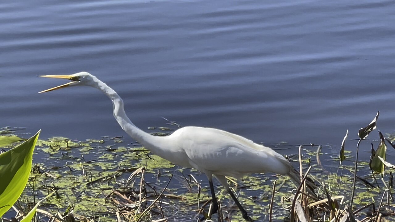 Great Egret Hunting For Lizards Part 1 #4K #walks #DolbyVision