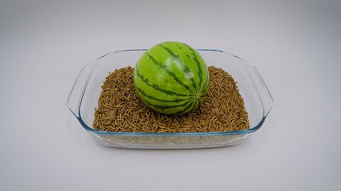 10 000 Mealworms vs. Watermelon