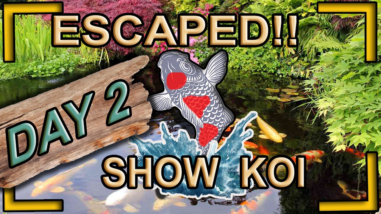 trying catching escaped show koi day 2