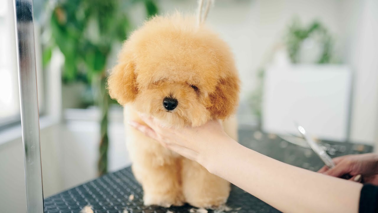 First Time Grooming of a Shaggy Teacup Poodle - Haircut ASMR