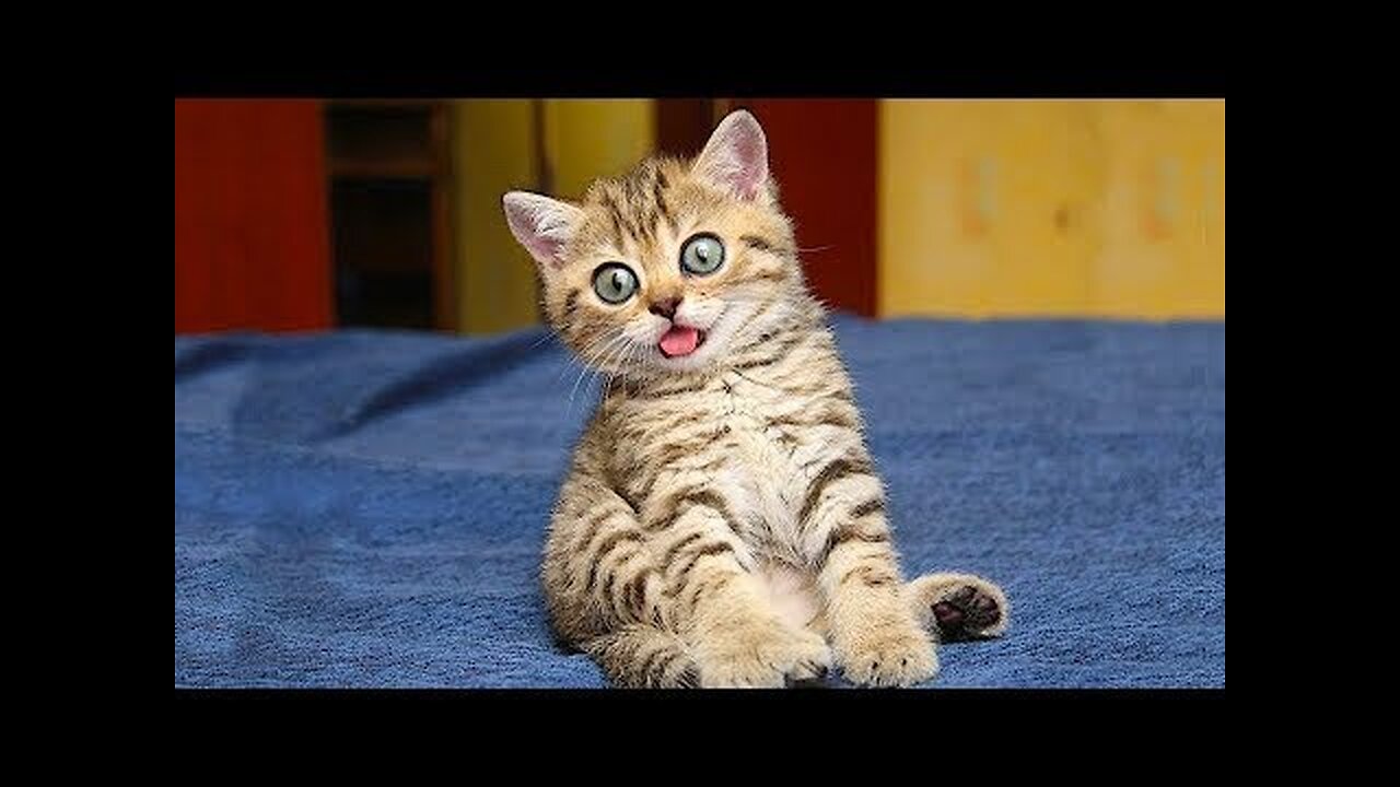 Best Funny Animal Videos Of The 2023 🤣 Funniest Cats And Dogs Videos 😺😍😂🐶 Funny cat & dog vid