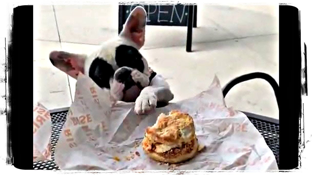 Angry Dog Eating Small Burger | Funny Animals Videos