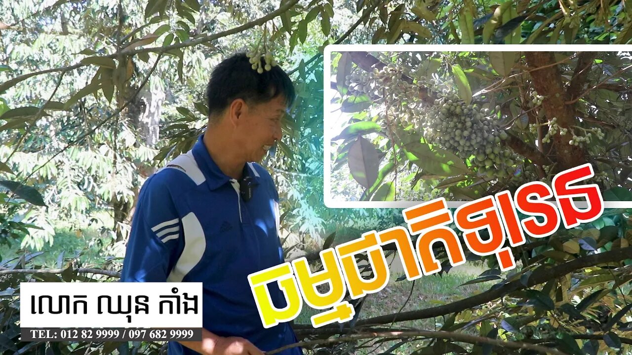 ដើមទុរេនអាយុ៦ឆ្នាំចេញផ្កាដោយធម្មជាតិ (January 07, 2021) Khmer Agriculture / Chhun kang Durian