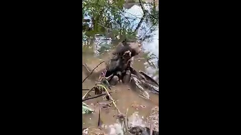 What did the fish hunt?